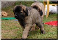 leonberger 057.jpg